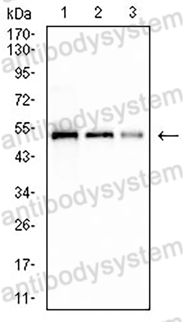 Anti-His Tag Antibody (R3Y38)